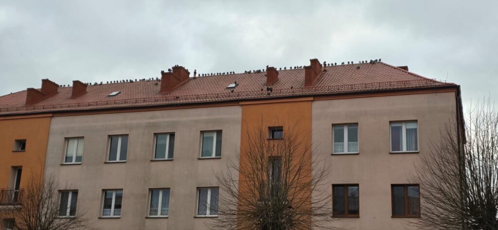 usługi sokolnicze warszawa na osiedlu